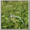 Platycnemis pennipes - Blaue Federlibelle 09.jpg